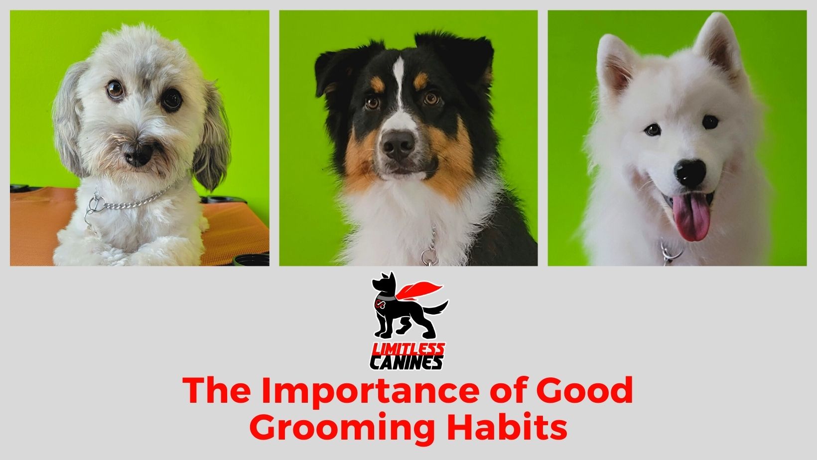 Limitless canines grooming habits
